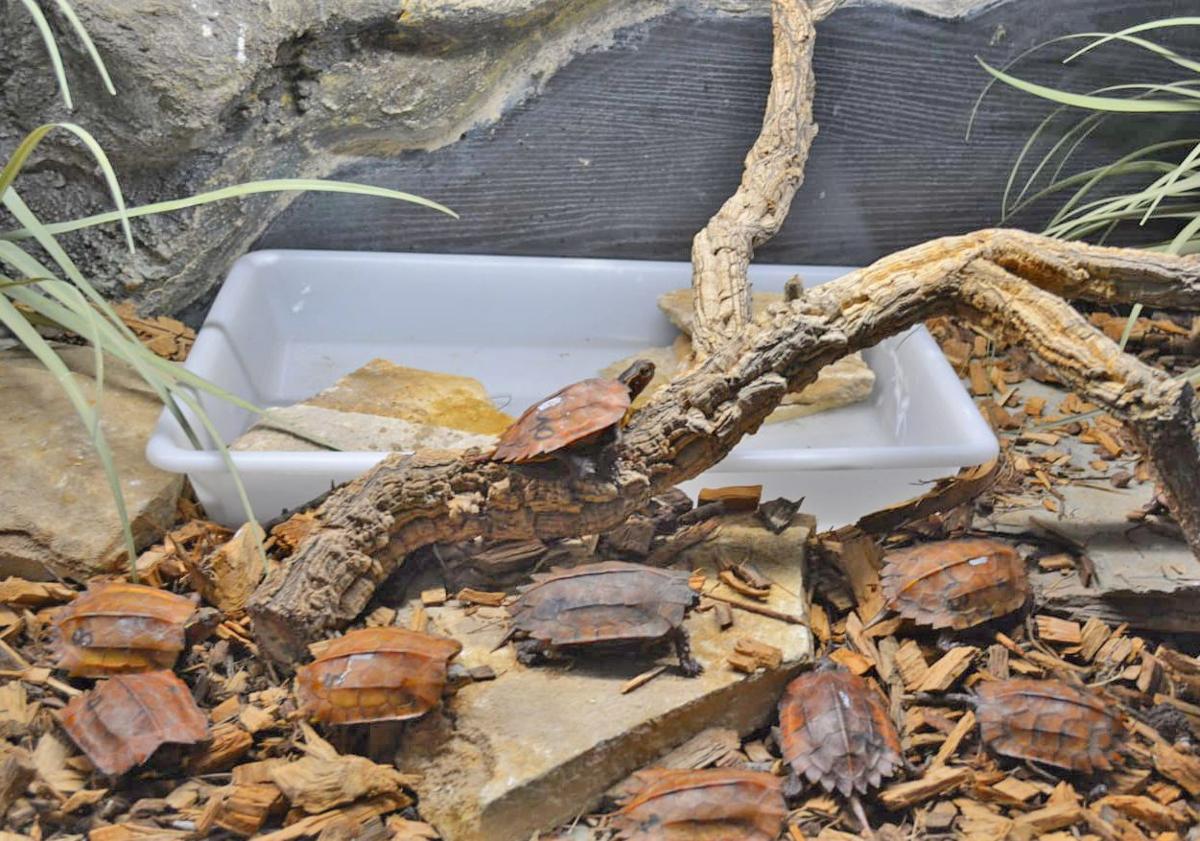 Imagen principal - Protected Turtles Rescued from Chinese Shipment Struggle to Survive at Terra Natura Benidorm