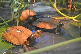 Tortugas rescatadas del envío de China.