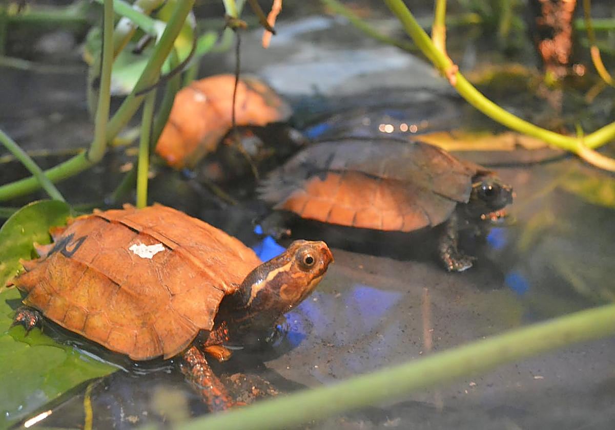 Tortugas rescatadas del envío de China.