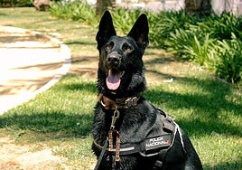 Uno de los perros de la patrulla canina.