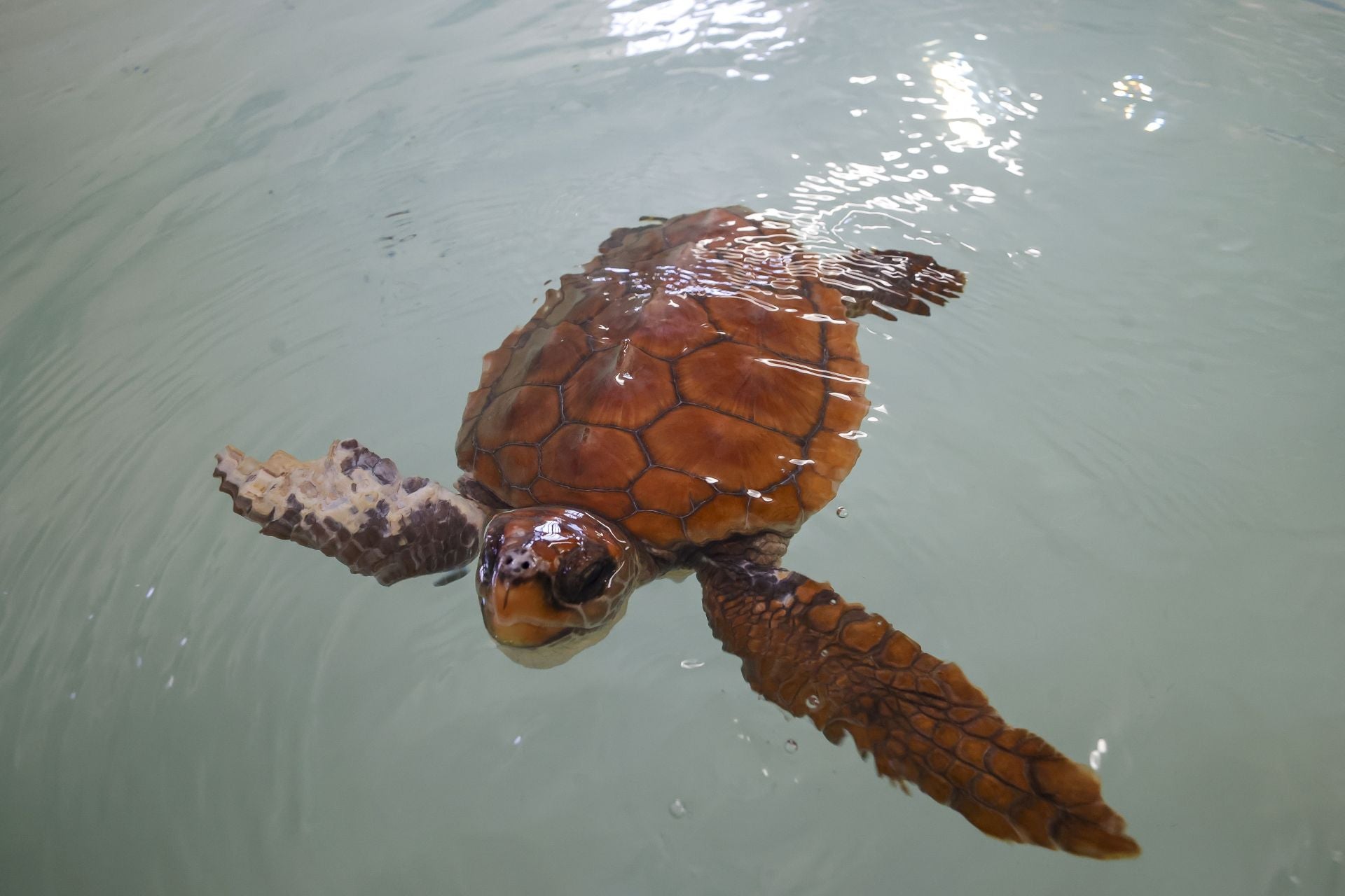 Turtle swimming at the beach