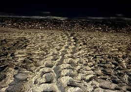 Rastro dejado por la tortuga en el arenal de Dénia.