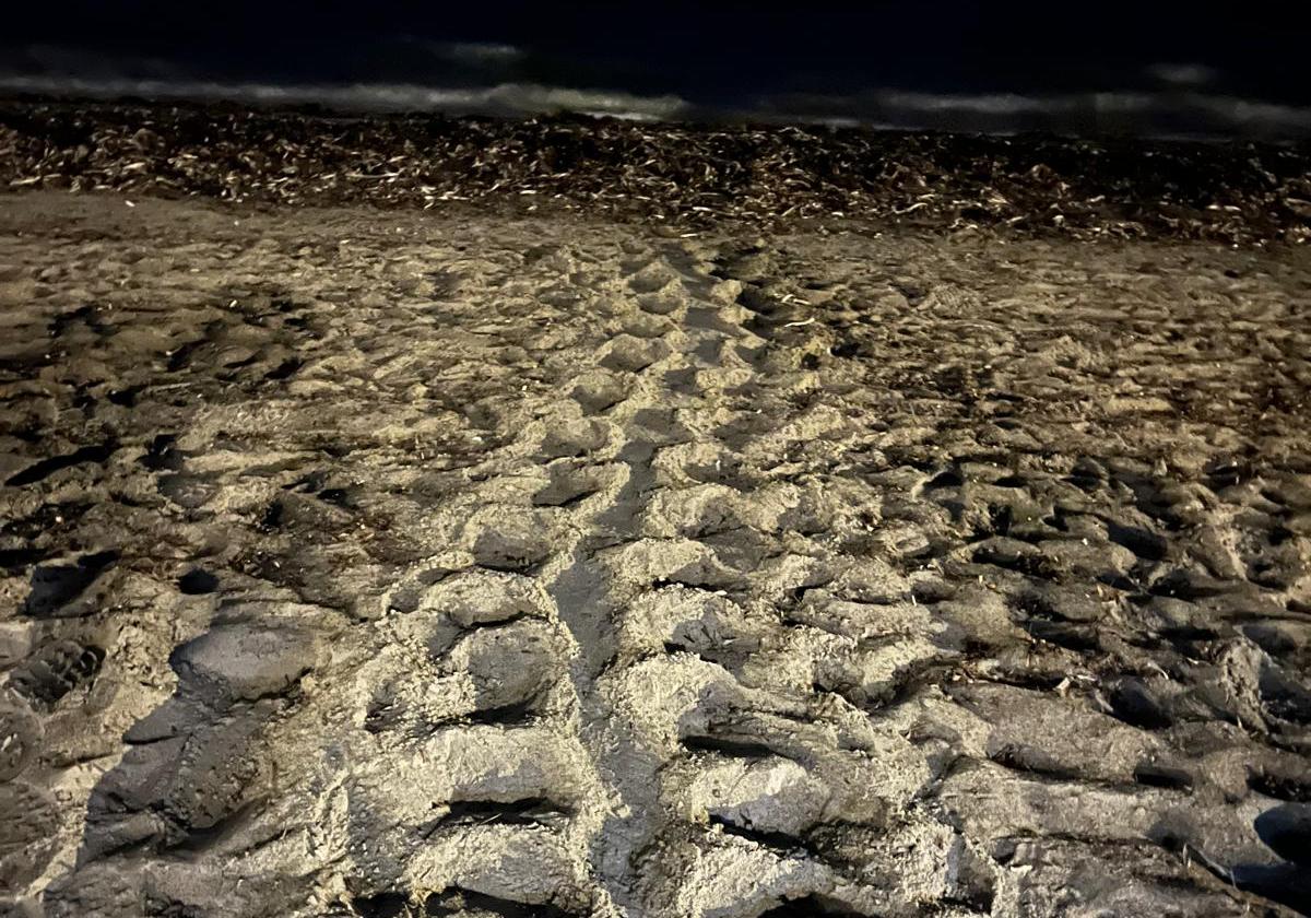 Rastro dejado por la tortuga en el arenal de Dénia.