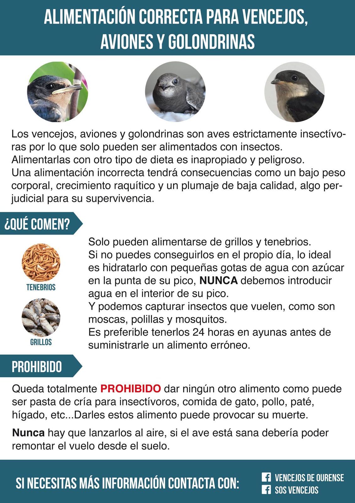 Imagen secundaria 1 - The Mysterious Fall of Swifts in Villena