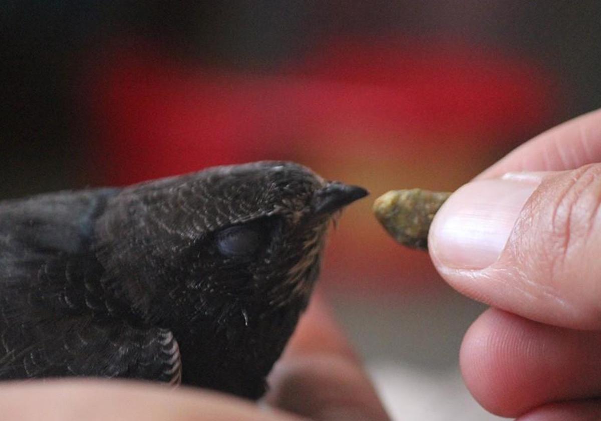A swift being fed