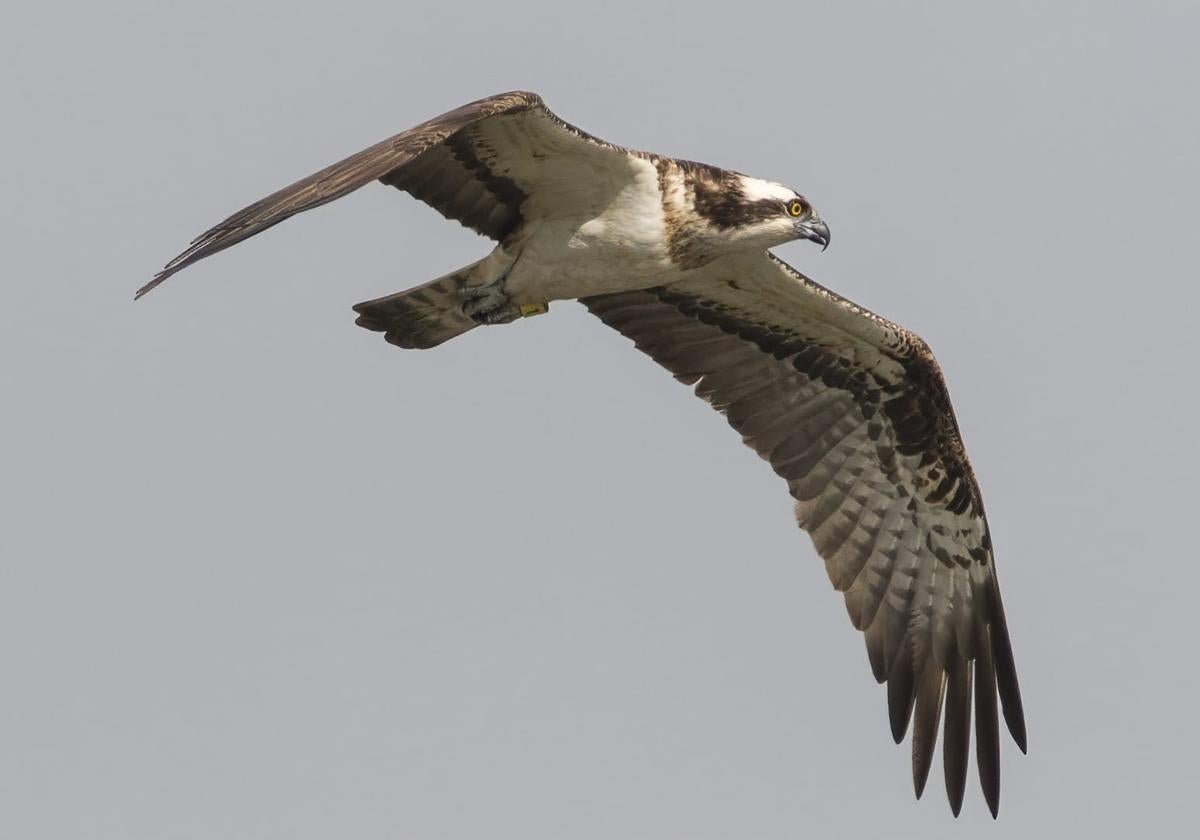 An osprey specimen released in 2023 that has returned to the natural park.