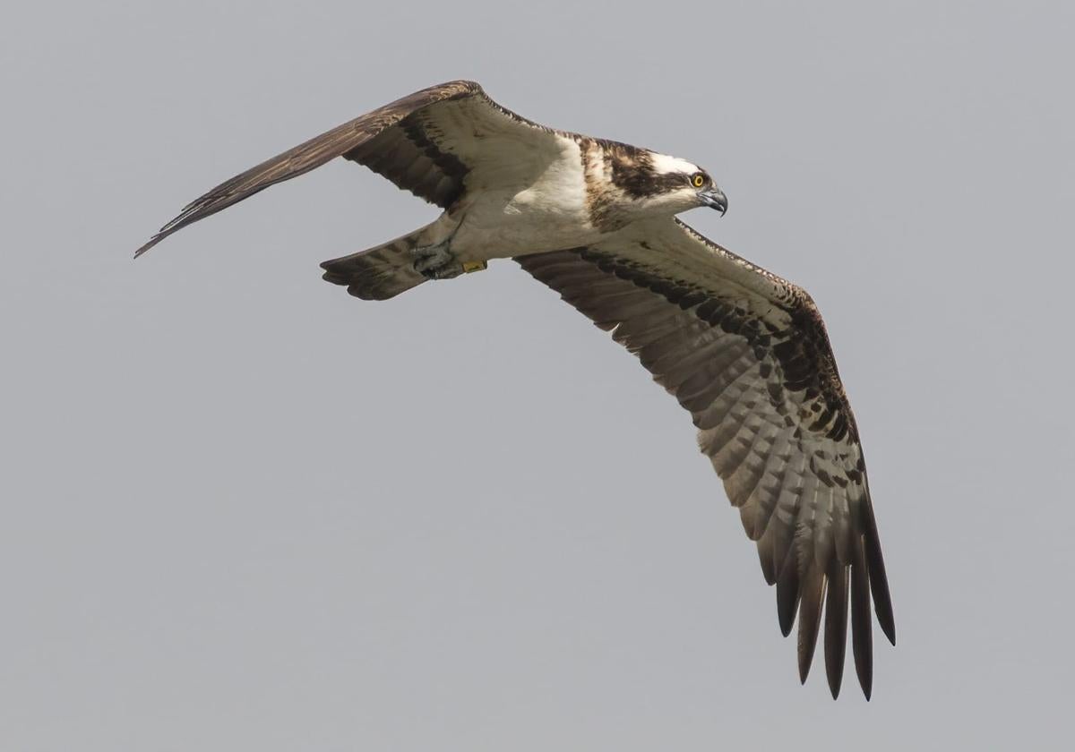Ejemplar de águila pescadora liberada en 2023 y que ha vuelto al parque natural.