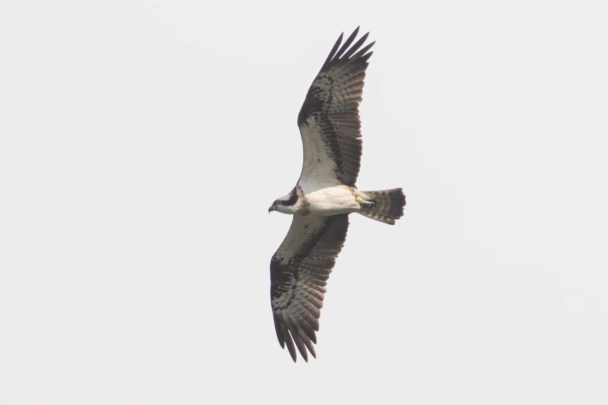Osprey specimen.