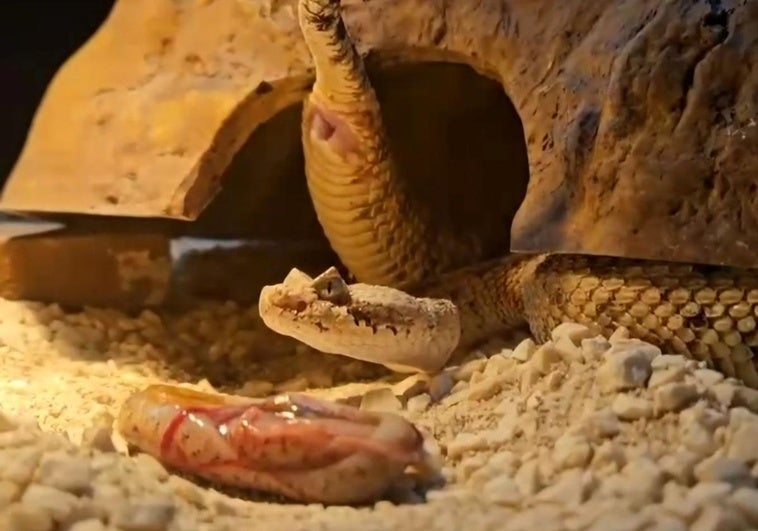 One of the desert horned rattlesnake offspring.