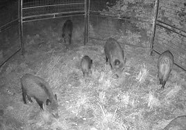 Jabalíes cazados en una de las jaulas trampa.