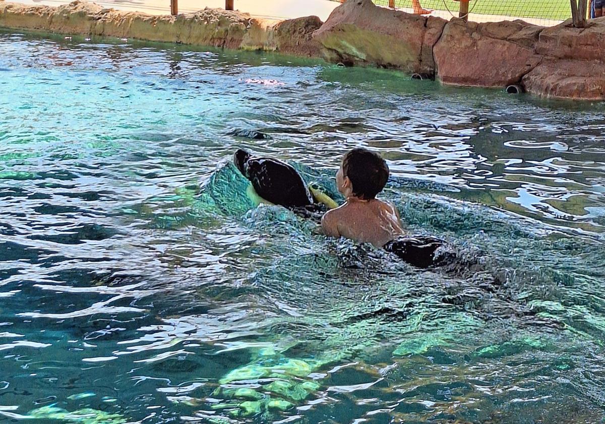 Terapia con leones marinos en Aqua Natura Benidorm.