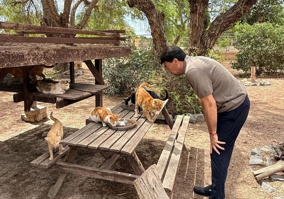 El alcalde Luis Barcala con varios gatos de la protectora.
