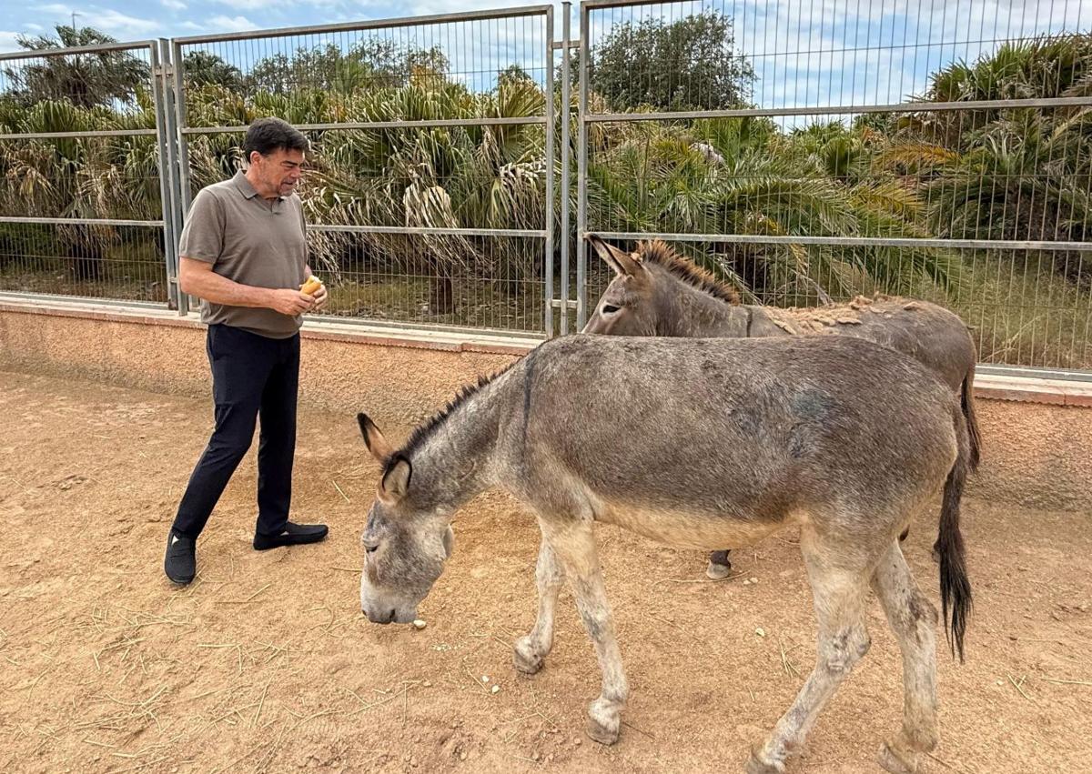 Imagen secundaria 1 - El alcalde Luis Barcala con varios animales del albergue.