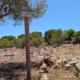 Imagen principal - Riegos de emergencia para aliviar del calor el nuevo manto verde de Alicante