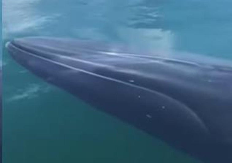 Una ballena en el puerto de Dénia.