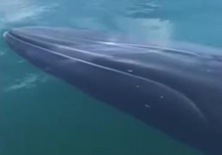 A whale in the port of Dénia.
