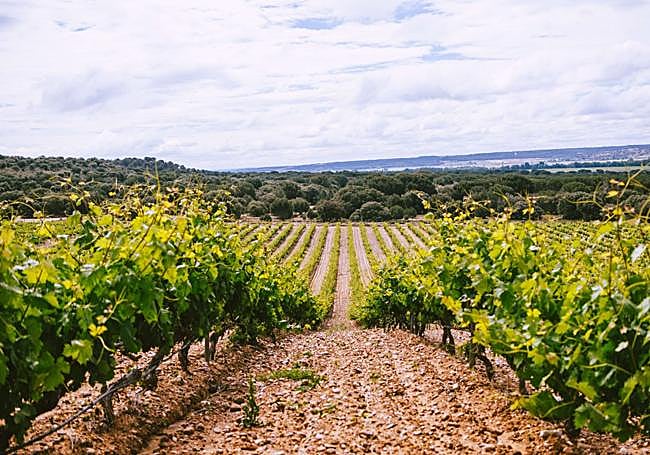 Viñedos de la bodega Monte La Reina.