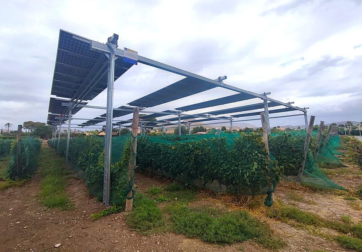 Plantación agrivoltaica en Novelda