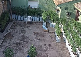 Cultivo 'indoor' desmantelado en Rojales.