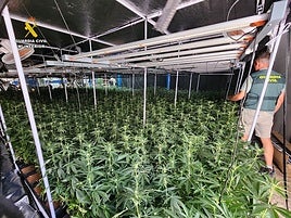 Plantación de marihuana en Sax.