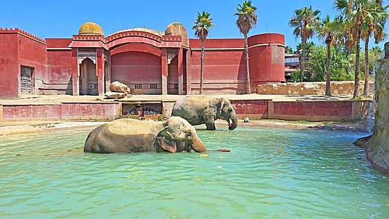 Elefante de Terra Natura Benidorm con un helado.