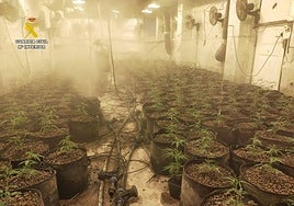 La plantación contaba con sistemas de iluminación, riego con fertilizantes y climatización.