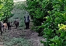 Jabalíes en una plantación agrícola de Orihuela.