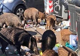 Jabalíes comen entre la basura depositada en contenedores.