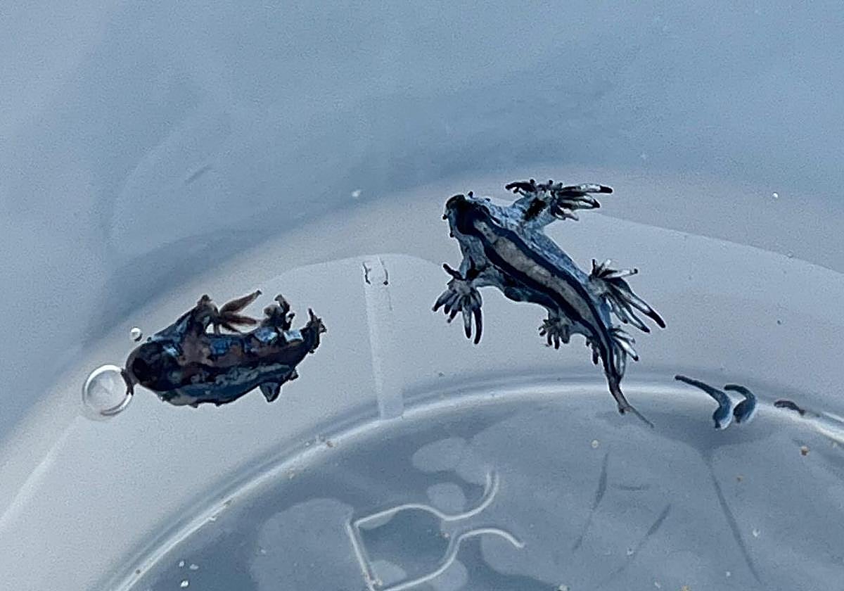 Ejemplares de dragón azul encontrados en Guardamar.