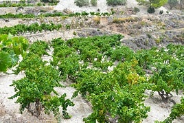 Cultivo de uva de moscatell.