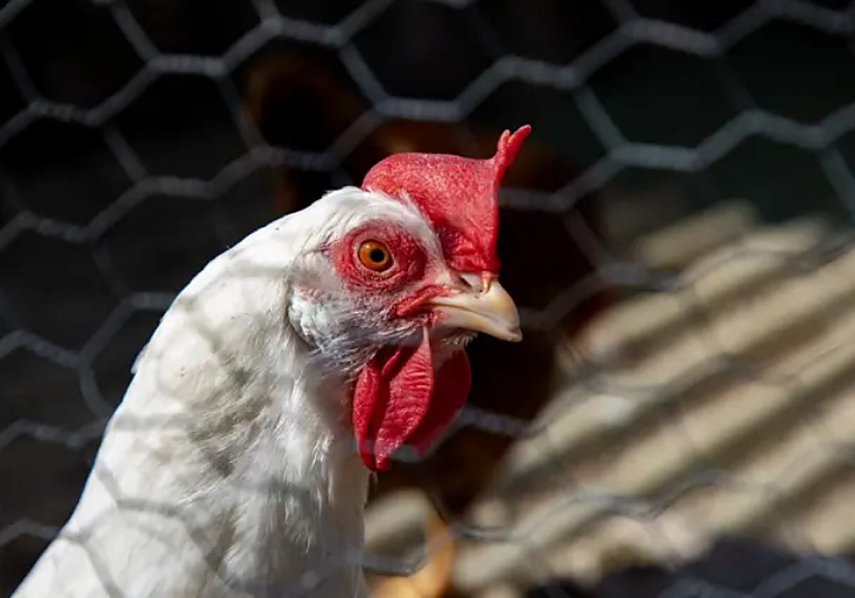 Una gallina, en una imagen de archivo.