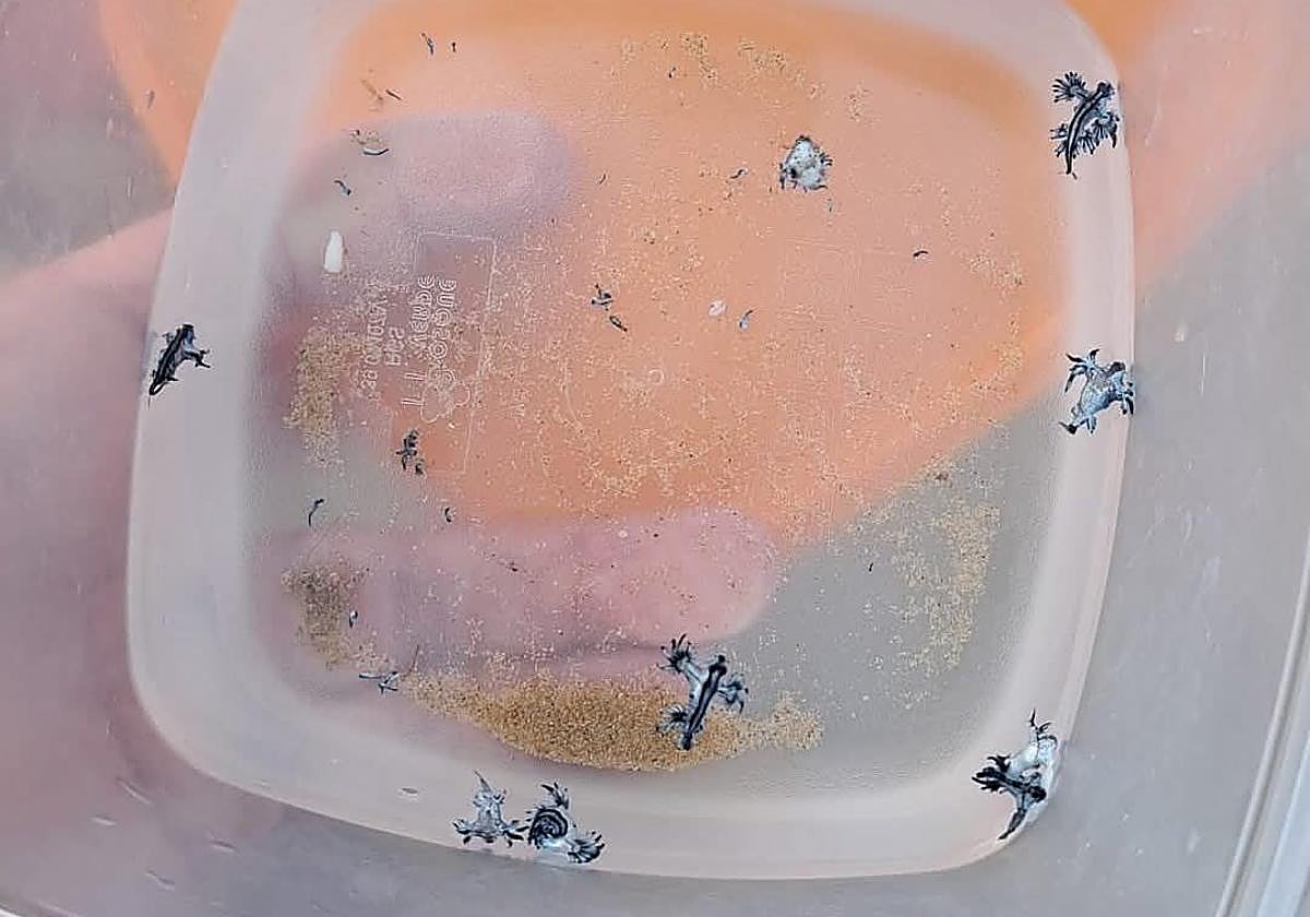 Ejemplares encontrados en la playa.