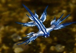 Ejemplar del dragón azul, babosa marina que amenaza a los bañistas de las playas alicantinas.