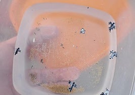 Ejemplares de dragón azul.