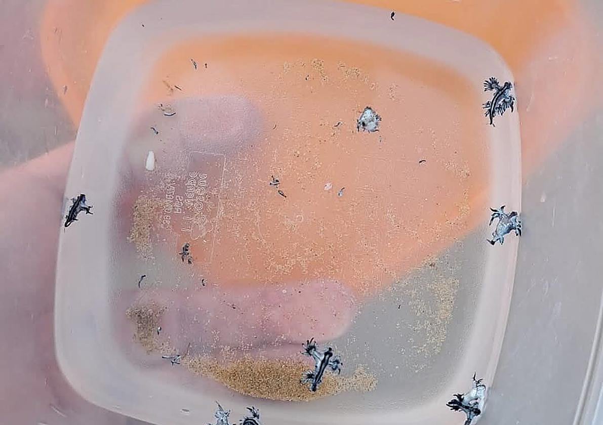 Ejemplares de dragón azul.