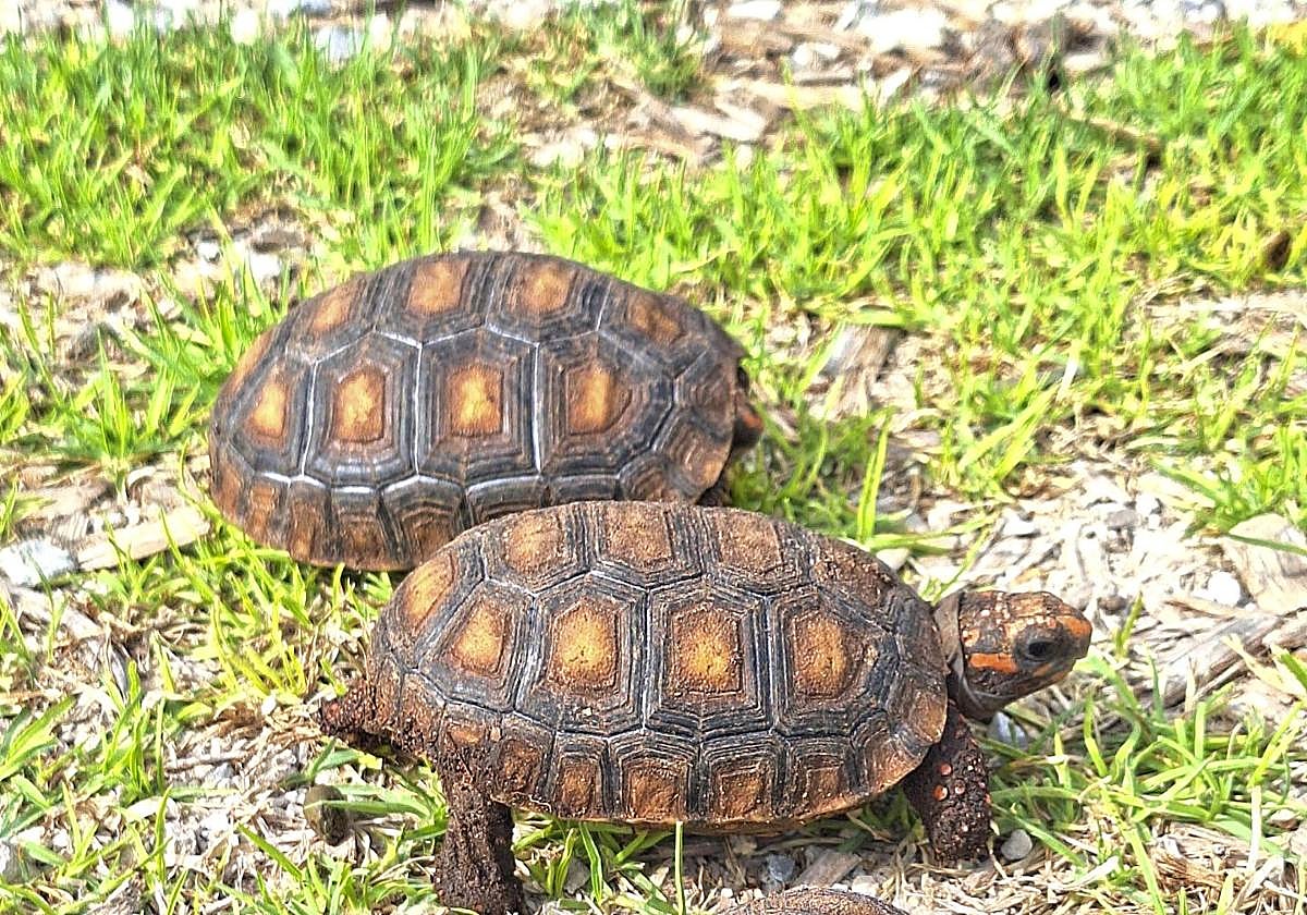 Tortugas nacidas en Terra Natura.