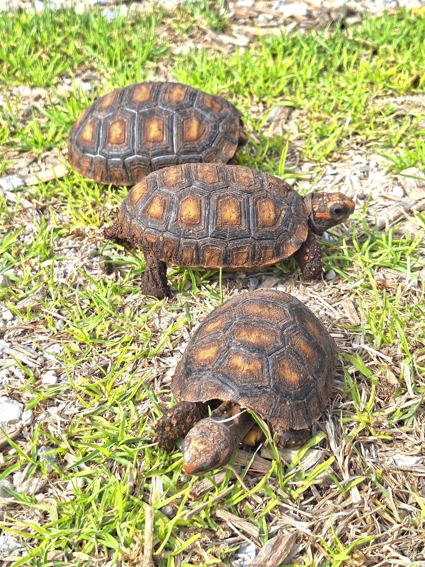 Terra Natura Benidorm celebra el nacimiento de tres crías de tortuga carbonaria tras un año de seguimiento