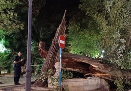 Policía Local y Bomberos, en la zona del desplome del árbol.