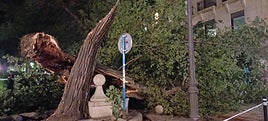 Árbol desplomado en la plaza de Gabriel Miró.