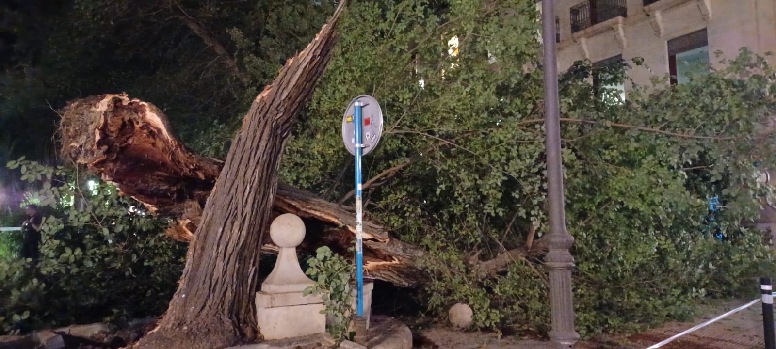 Las imágenes de la espectacular caída del árbol centenario de Alicante