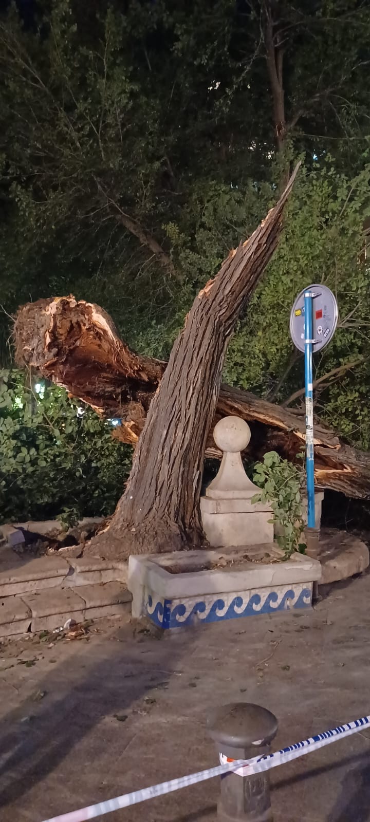 Las imágenes de la espectacular caída del árbol centenario de Alicante