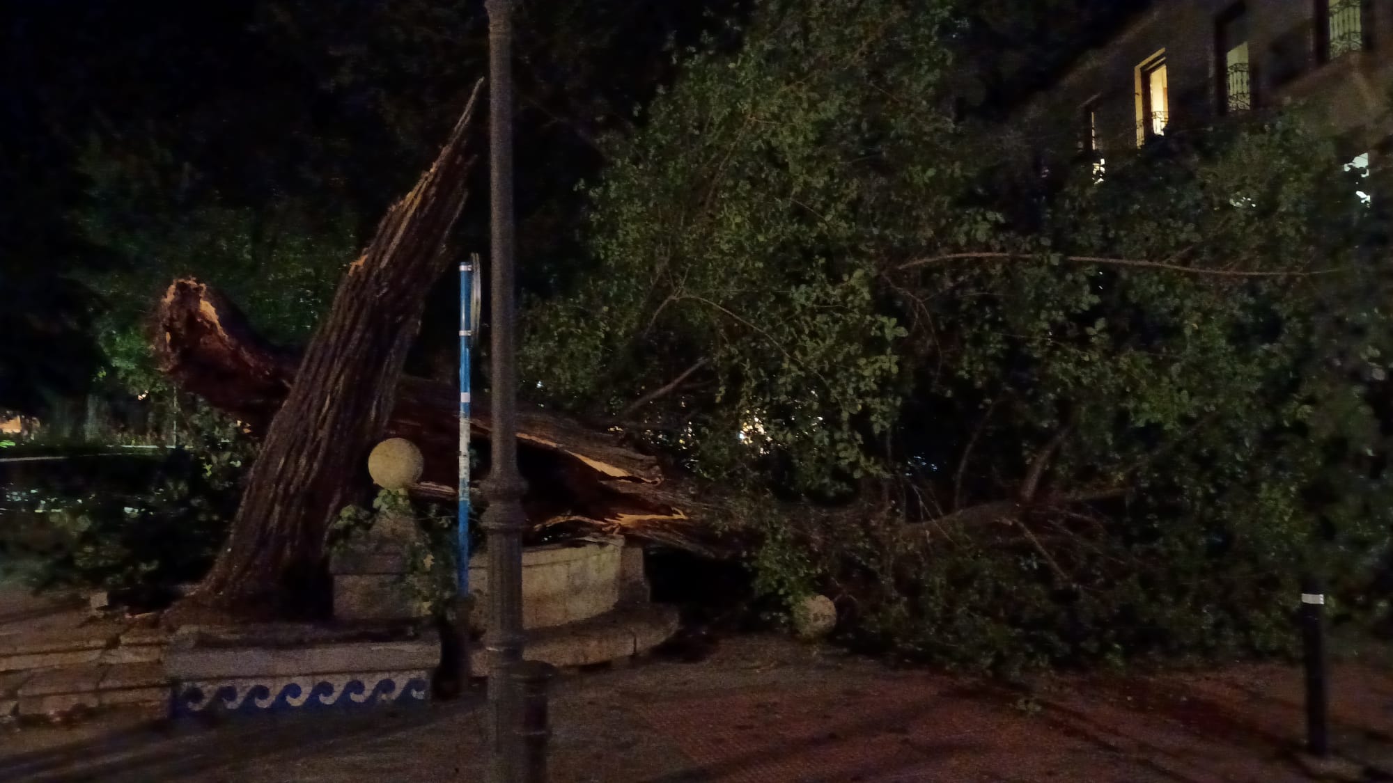 Las imágenes de la espectacular caída del árbol centenario de Alicante