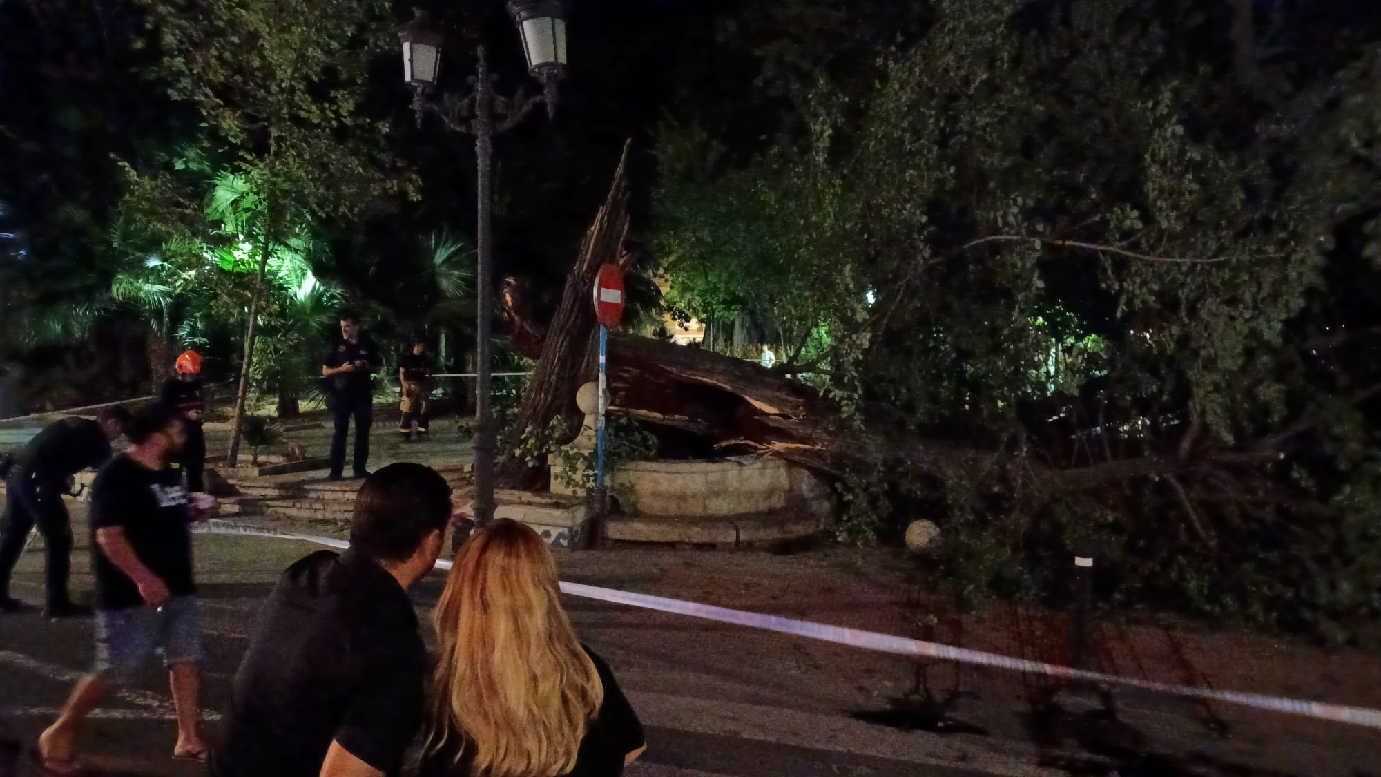 Las imágenes de la espectacular caída del árbol centenario de Alicante