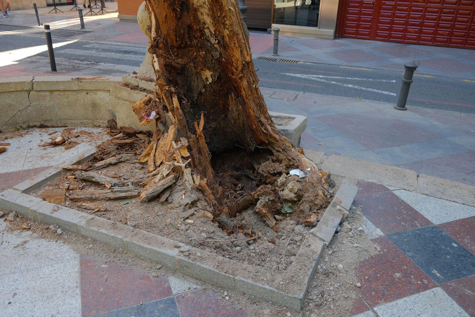 Las imágenes de la espectacular caída del árbol centenario de Alicante