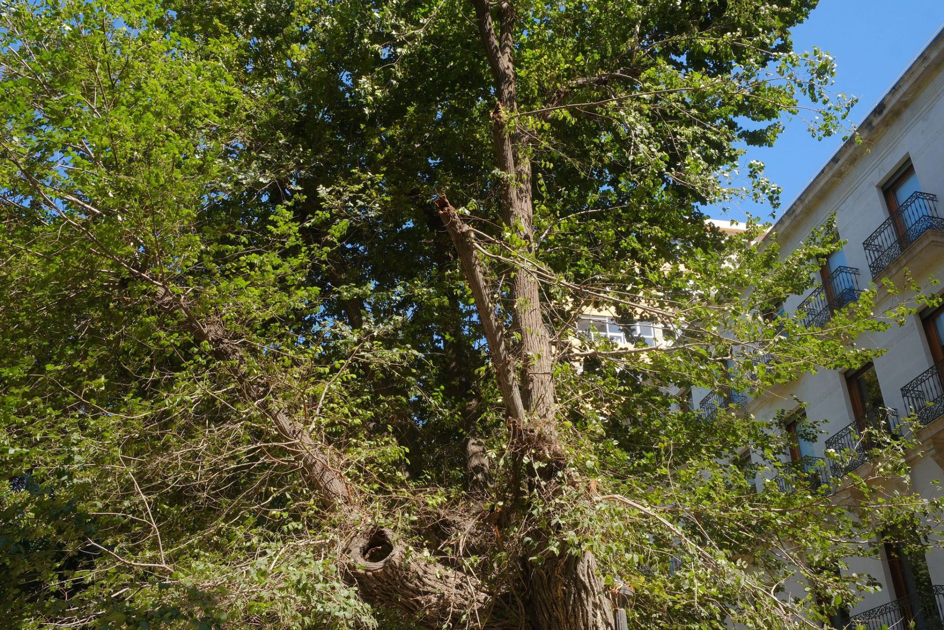 Las imágenes de la espectacular caída del árbol centenario de Alicante