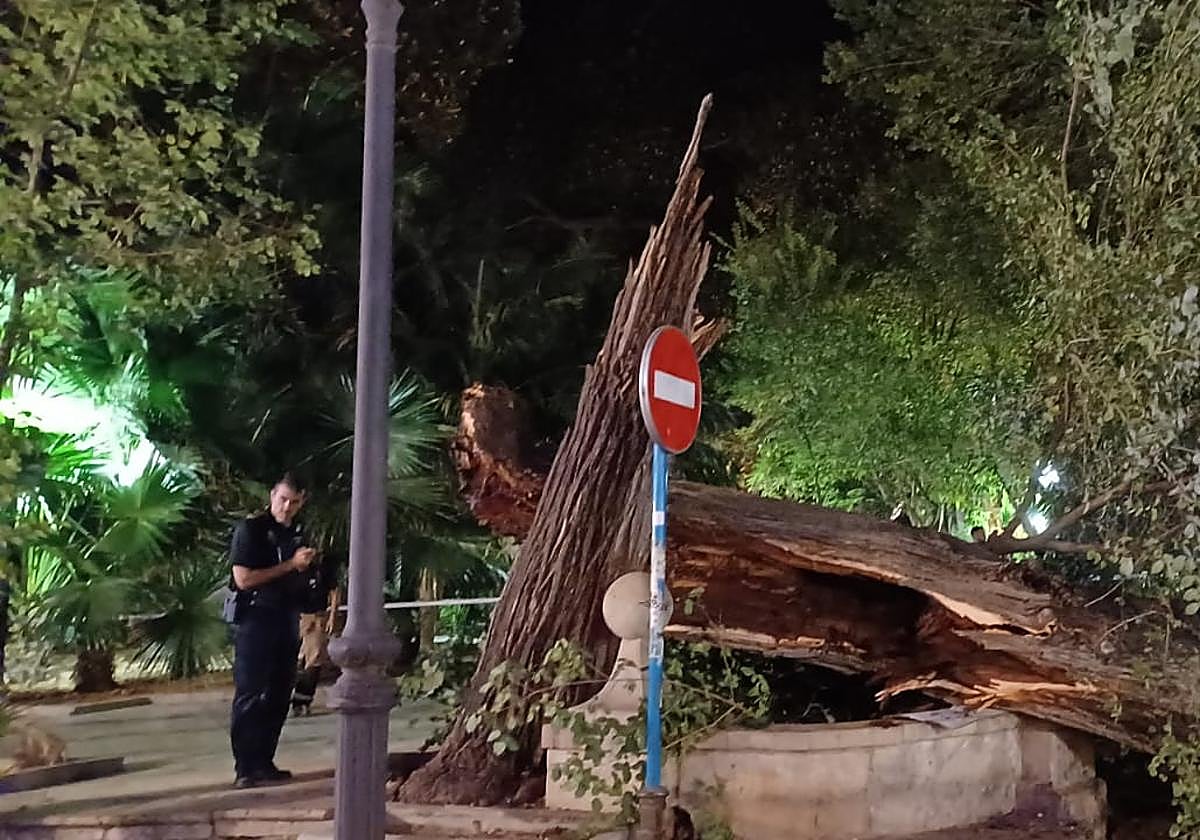 Policía Local y Bomberos, en la zona del desplome del árbol.