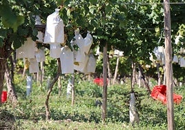 Cultivo de uva de mesa del Vinalopó.