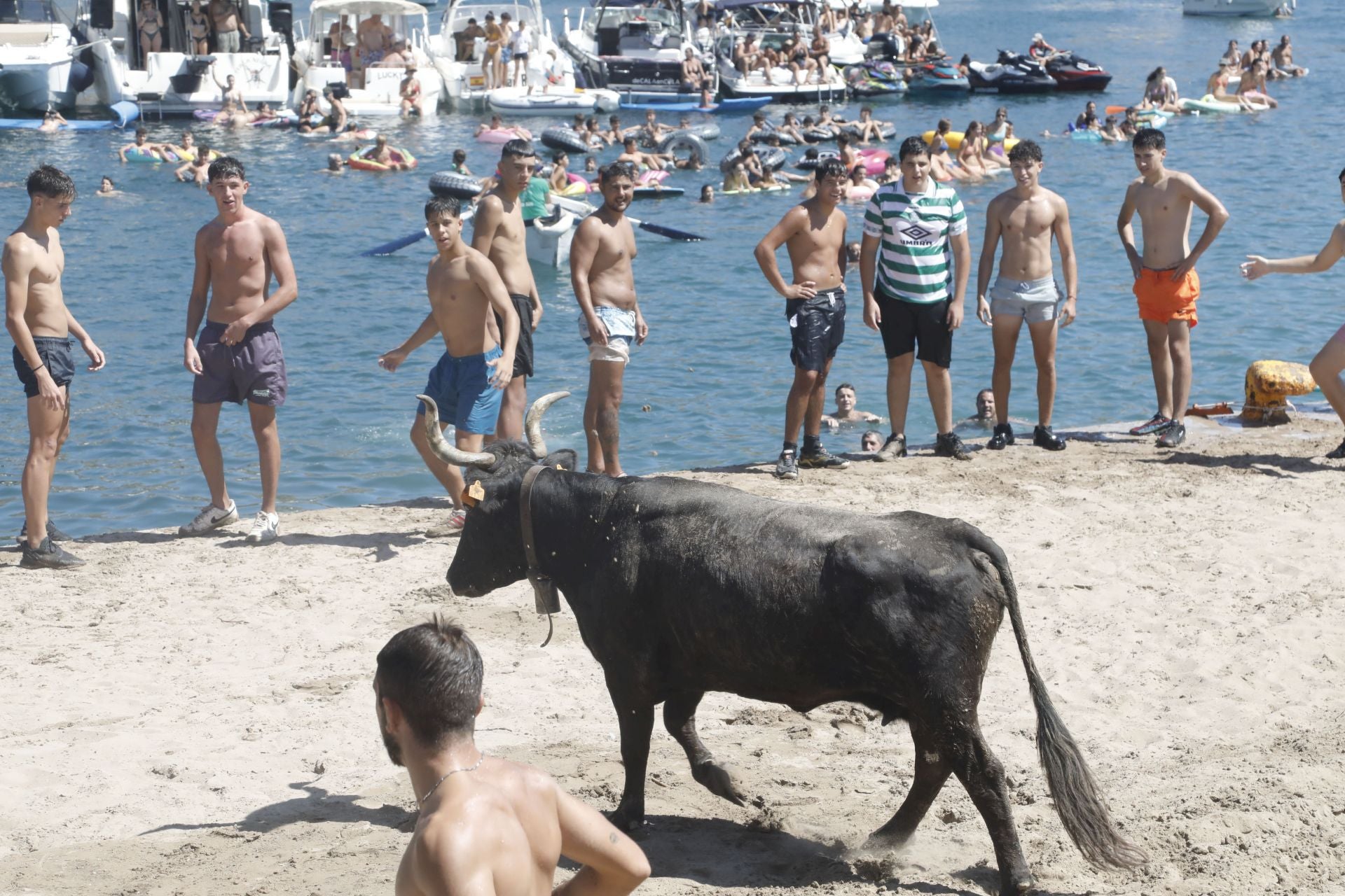 Xàbia celebra els bous a la mar