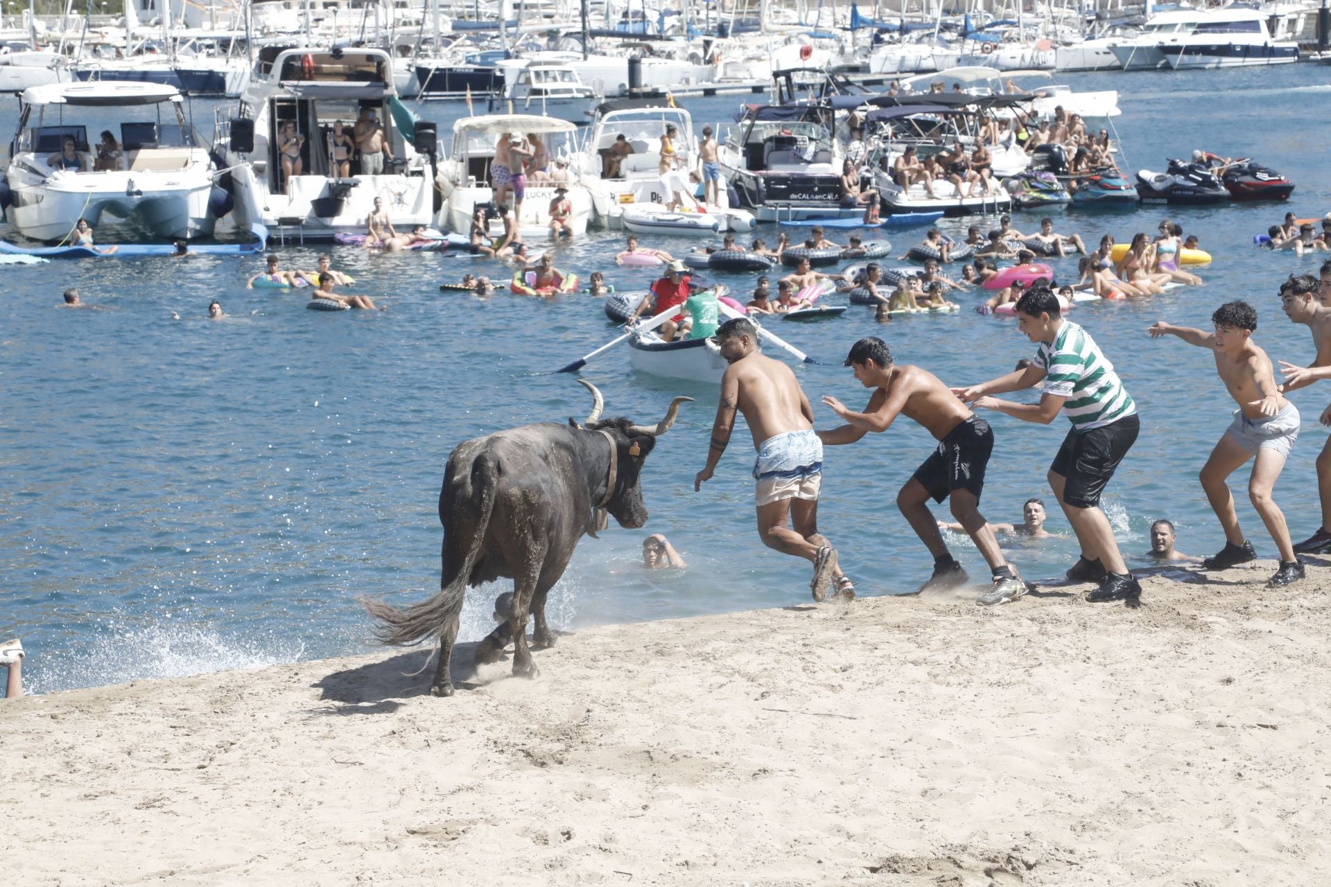 Xàbia celebra els bous a la mar
