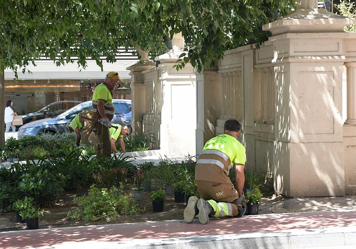 Servicio de jardinería en el centro de Alicante.